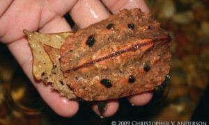 Chelus fimbriata – żółw matamata