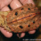 Chelus fimbriata – żółw matamata