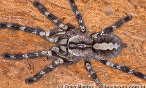 Poecilotheria regalis – ptasznik królewski