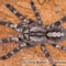 Poecilotheria regalis – ptasznik królewski