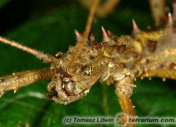 Aretaon asperrimus – straszyk rogaty