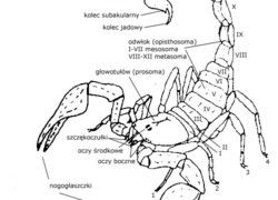 Budowa skorpionów
