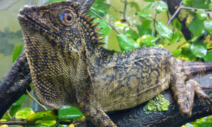 Gonocephalus spp. – drakuny, kątogłówki, agamy kątogłowe, agamy leśne