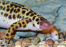 Jaszczurki i ich „problemy ogonowe”