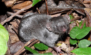 Suncus murinus –  ryjówek domowy, ryjówka domowa**