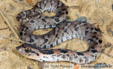 Heterodon platirhinos – heterodon płaskonosy