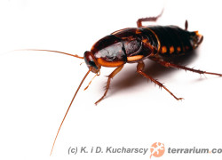 Periplaneta lateralis – karaczan turecki, przybyszka turecka