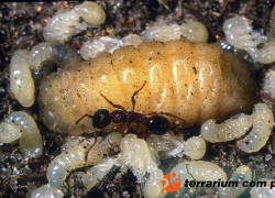 Drapieżne gąsienice modraszków