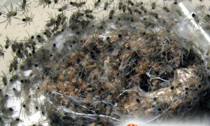 Lasiodora parahybana – ptasznik olbrzymi – raport rozmnożeniowy