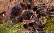 Lasiodora klugi – ptasznik