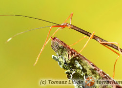 Asceles sp. Ban Salok