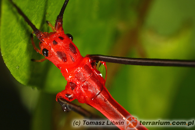 Oreophoetes peruana patyczak peruwiański Terrarium