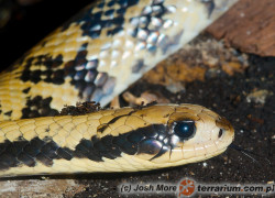 Hydrodynastes gigas – żabojad argentyński