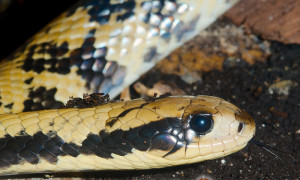 Hydrodynastes gigas – żabojad argentyński