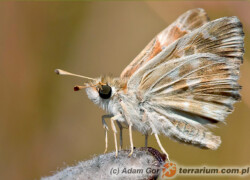 Lepidoptera – motyle