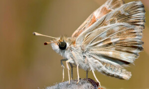 Lepidoptera – motyle