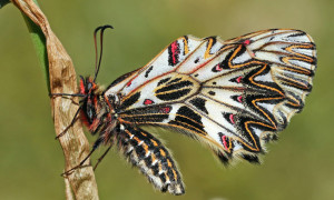 Papilionidae – paziowate