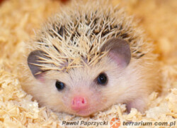 Atelerix albiventris – jeż białobrzuchy, jeż pigmejski