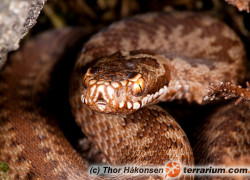 Postępowanie w razie ukąszenia przez żmiję zygzakowatą (Vipera berus)