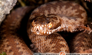 Postępowanie w razie ukąszenia przez żmiję zygzakowatą (Vipera berus)