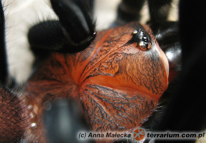Harmonicon oiapoqueae Terrarium