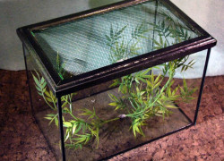 Hodowla motyli krajowych