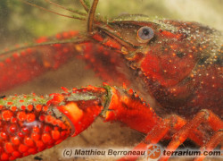 Procambarus clarkii – rak luizjański