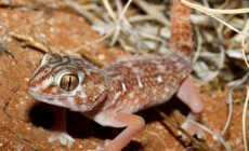Chondrodactylus angulifer
