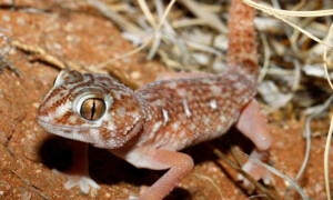 Chondrodactylus angulifer