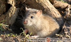 Rattus norvegicus – szczur wędrowny