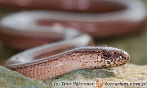 Padalec zwyczajny (Anguis fragilis)