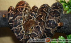 Epicrates angulifer – boa kubański