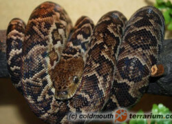 Epicrates angulifer – boa kubański
