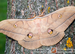 Saturniidae – pawicowate