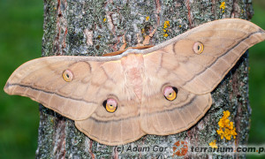 Saturniidae – pawicowate