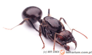 Messor barbarus