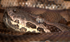 Acrantophis dumerili – boa Dumerila