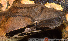 Acrantophis madagascariensis – boa madagaskarski