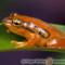 Hyperolius puncticulatus
