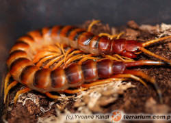 Scolopendra viridicornis