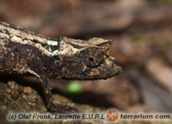 Brookesia thieli