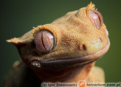 Correlophus ciliatus – gekon orzęsiony