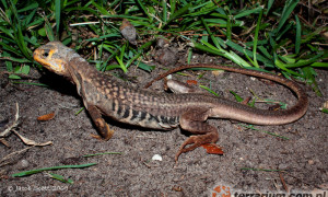 Leiolepis belliana – agama motylowa