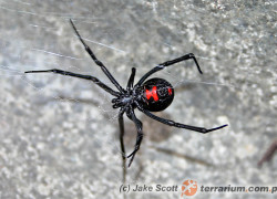 Latrodectus mactans – czarna wdowa