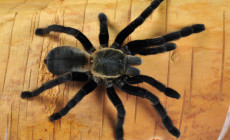 Haplopelma aureopilosum – ptasznik