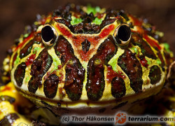 Ceratophrys ornata – żaba rogata