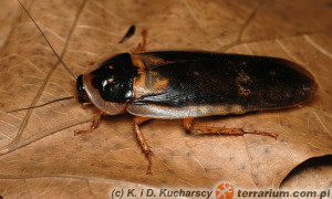 Blaptica dubia – karaczan argentyński