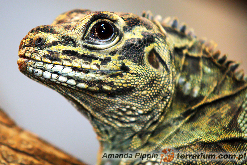 Hydrosaurus pustulatus – filipińska agama żaglowa*