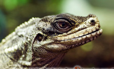 Hydrosaurus weberi – agama żaglowata Webera*