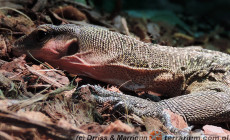 Varanus jobiensis